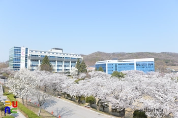 순천향대학교 봄 벚꽃풍경