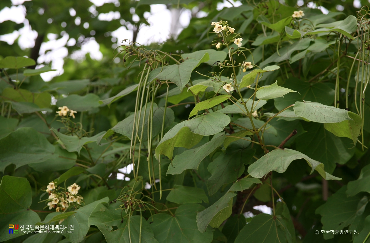청송 홍원리 개오동나무