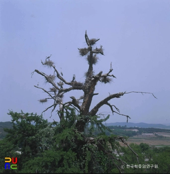진천 노원리 버팔로 슬롯 머신 번식지