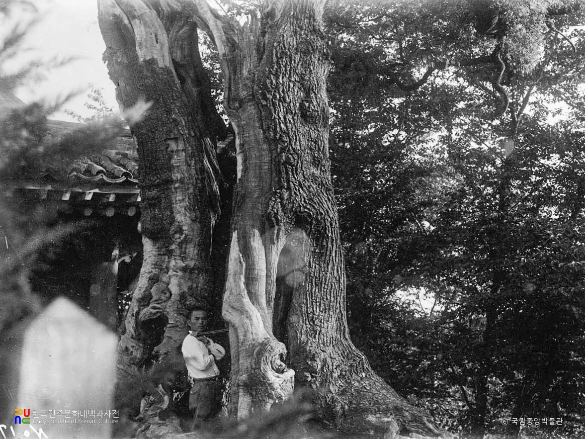 강원 삼척 회화나무