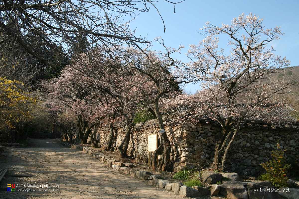 순천 선암사 선암매