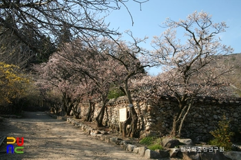 순천 선암사 선암매