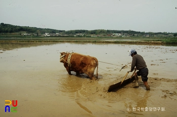 써레질