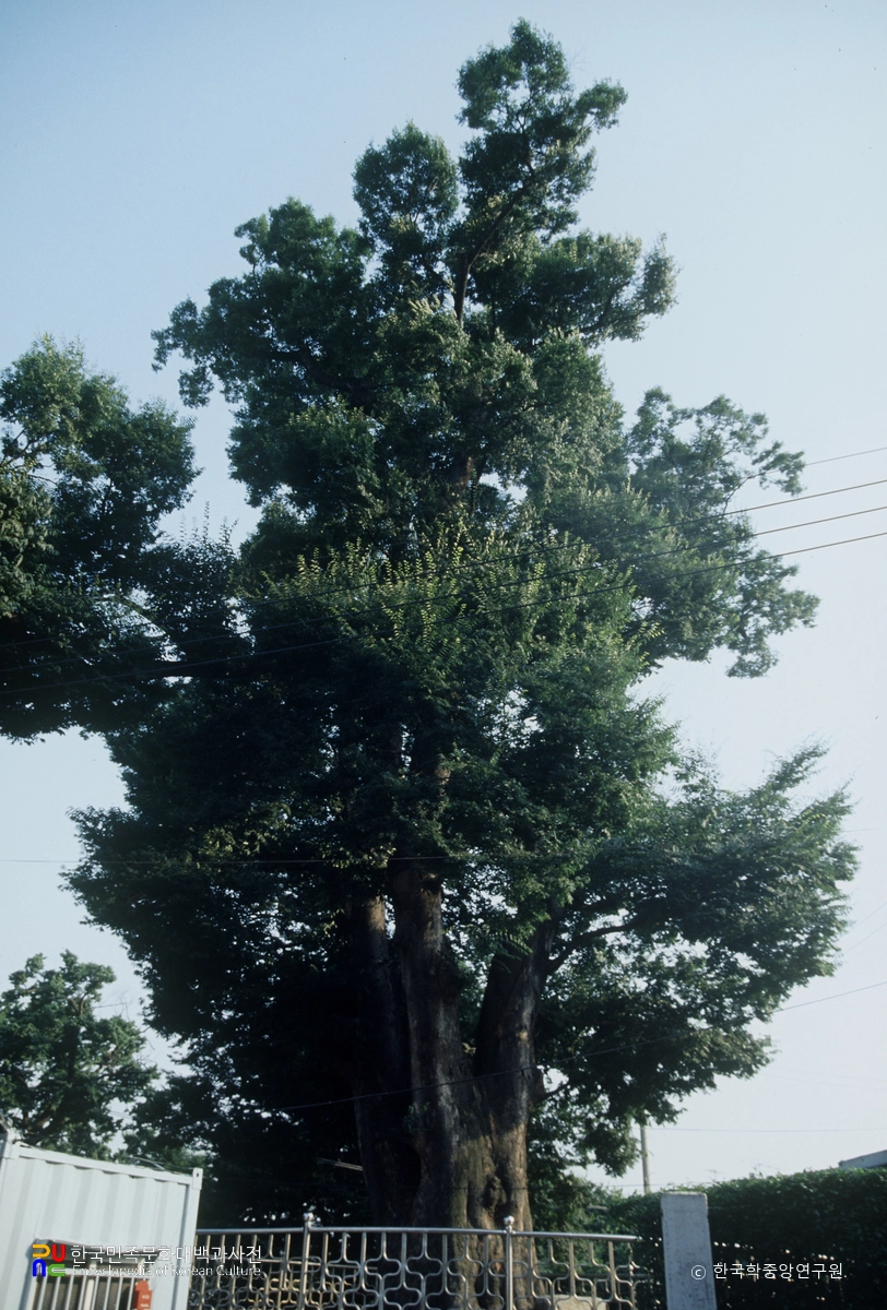 화양동 느티나무