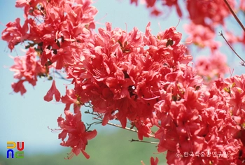 영산홍