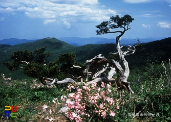 주목 군락