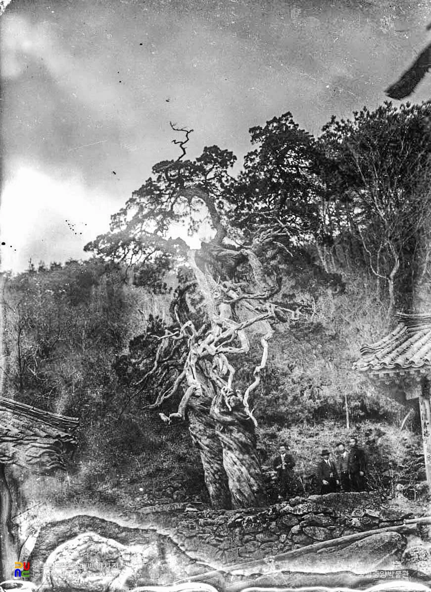 전남 순천 송광사 곱향나무 쌍향수