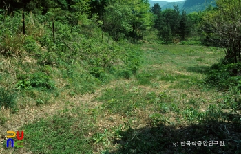 울릉 나리동 울릉국화와 섬백리향 군락