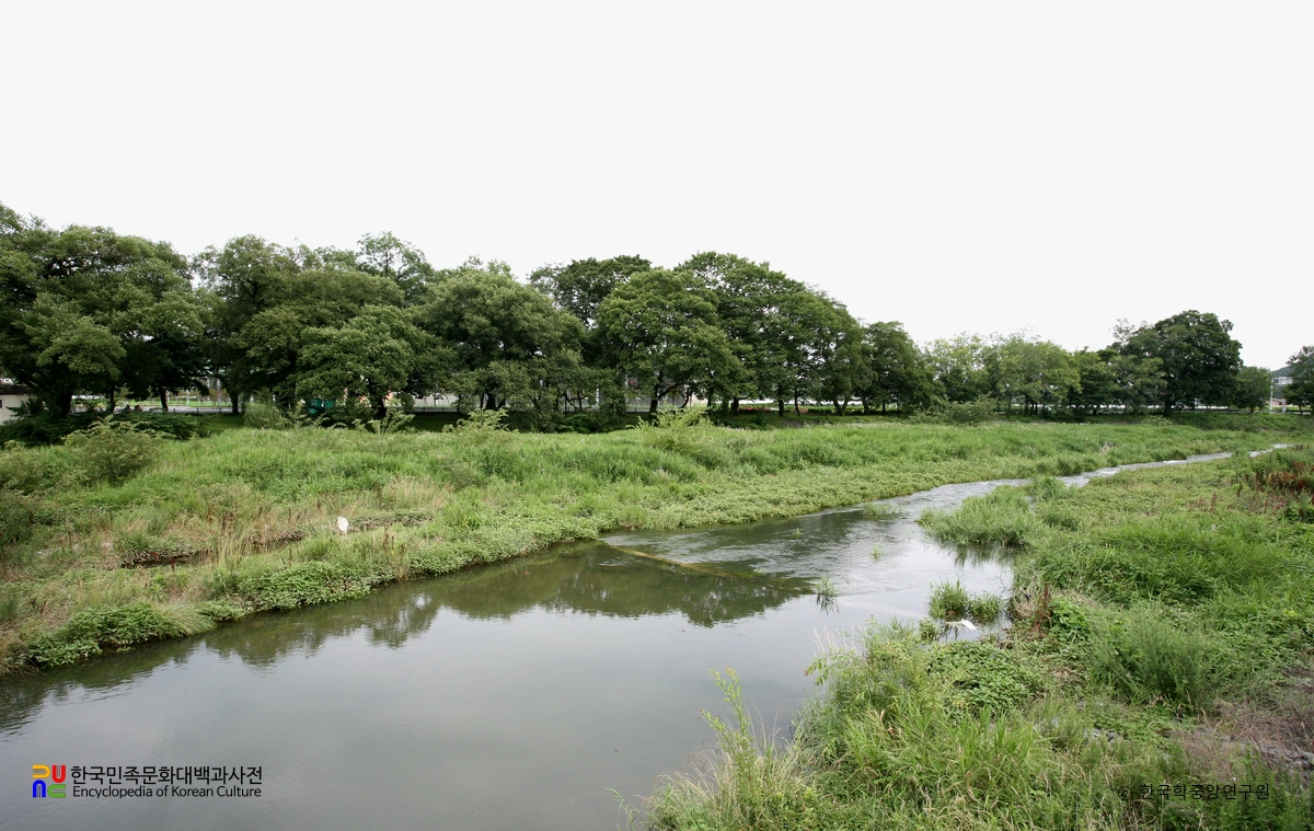 영천 자천리 오리장림