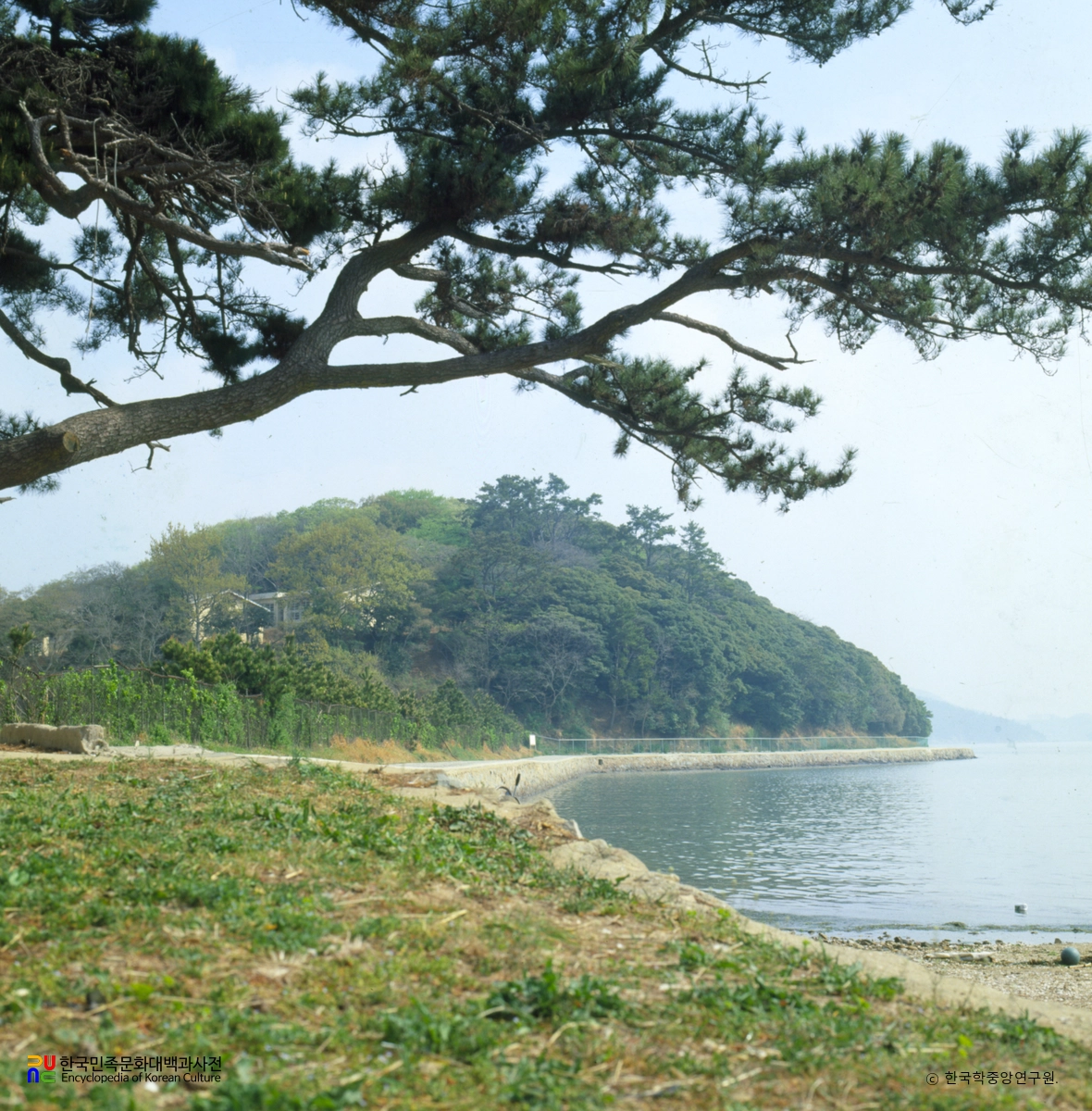 고흥 외나로도 상록수림