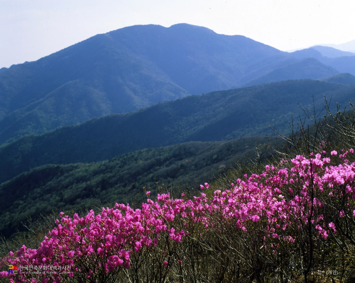 지리산 노고단 진달래