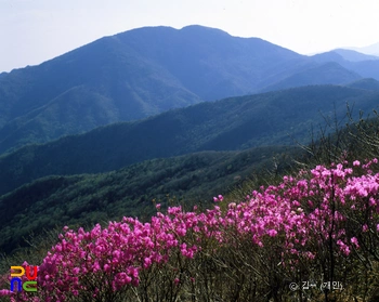 지리산 노고단 진달래