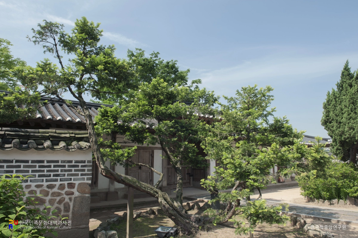 화성 융릉 개비자나무