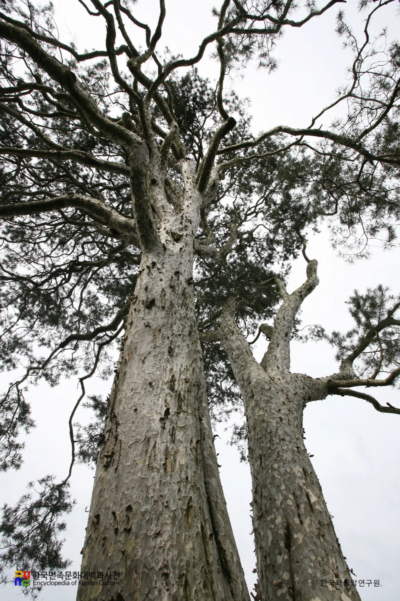 이천 신대리 백송