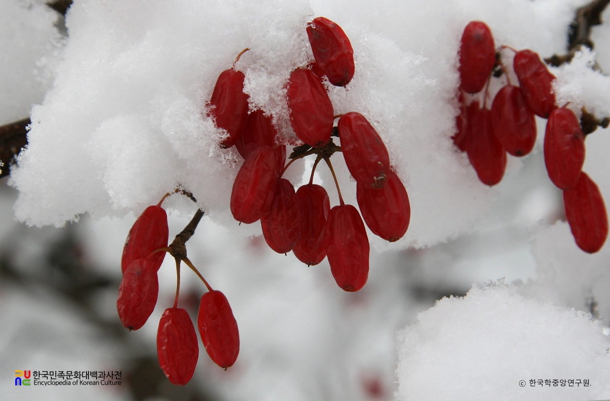 산수유나무 열매