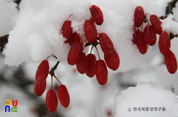 산수유나무 열매