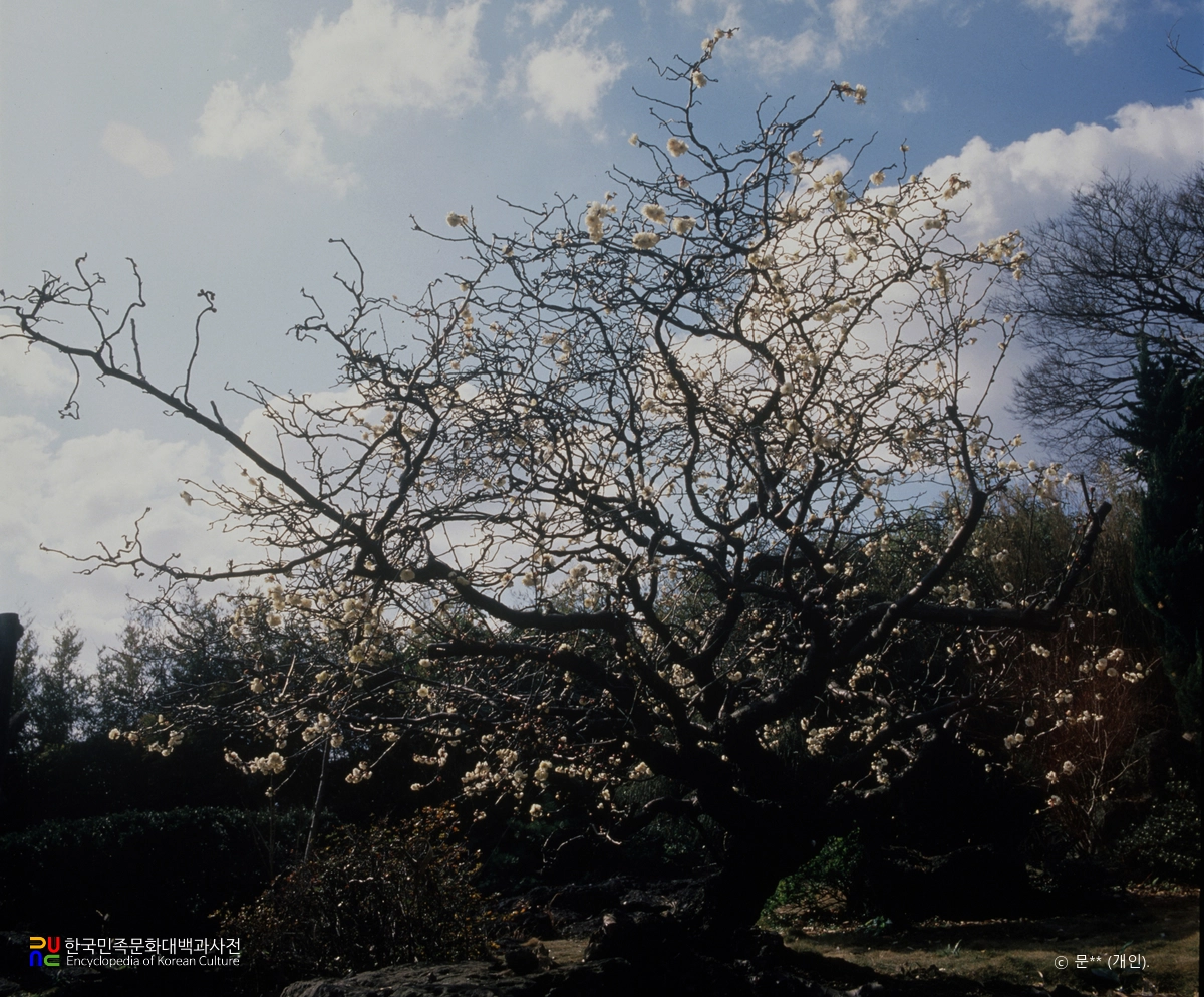 매화나무