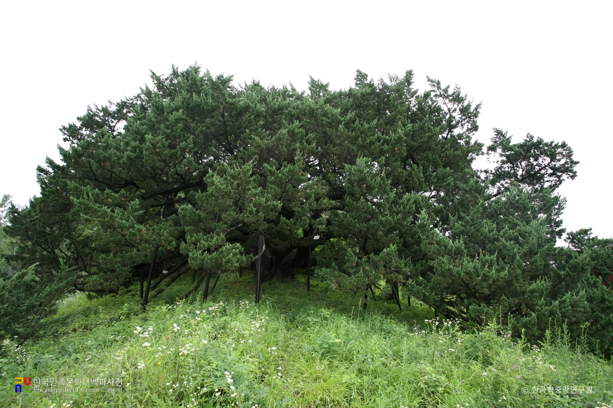 청송 장전리 향나무