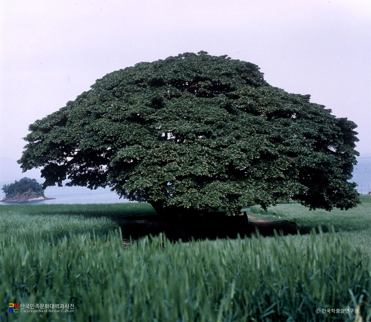 남해 창선도 왕후박나무