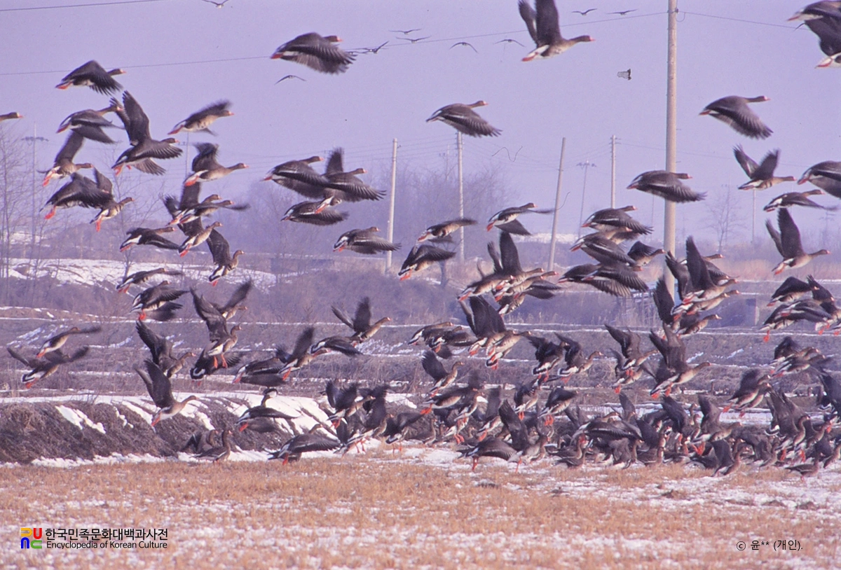 철원 철새 도래지