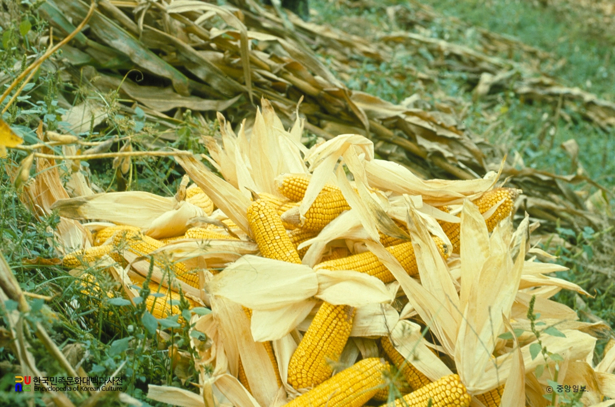 옥수수 수확