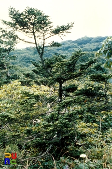 대암산·대우산 천연보호구역 분비나무 군락