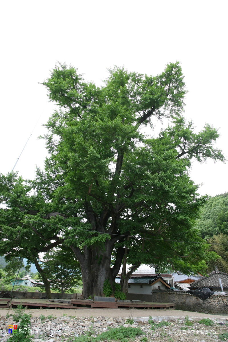화순 야사리 은행나무