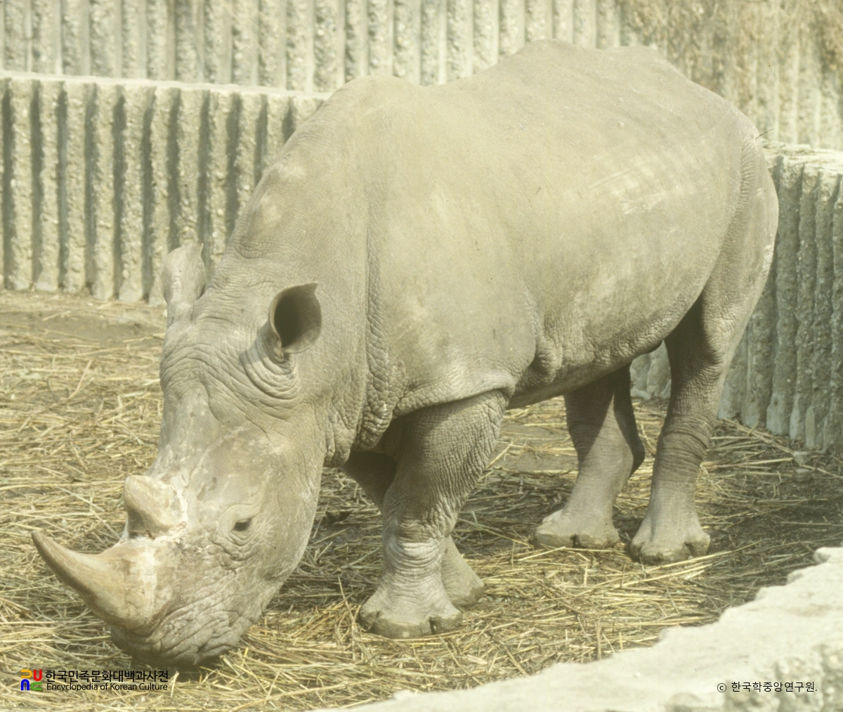 코뿔소