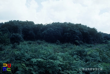 선흘리 백서향 및 변산일엽 군락