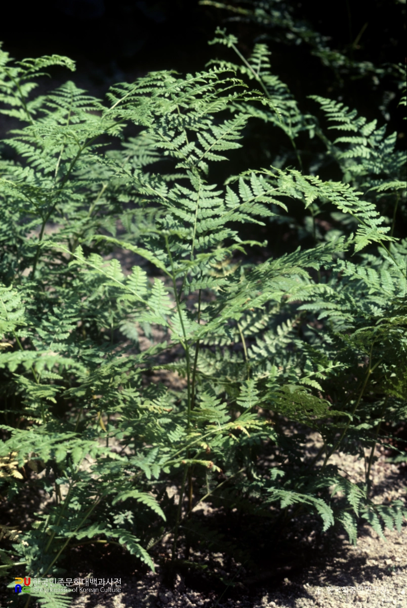 <b>고사리</b>