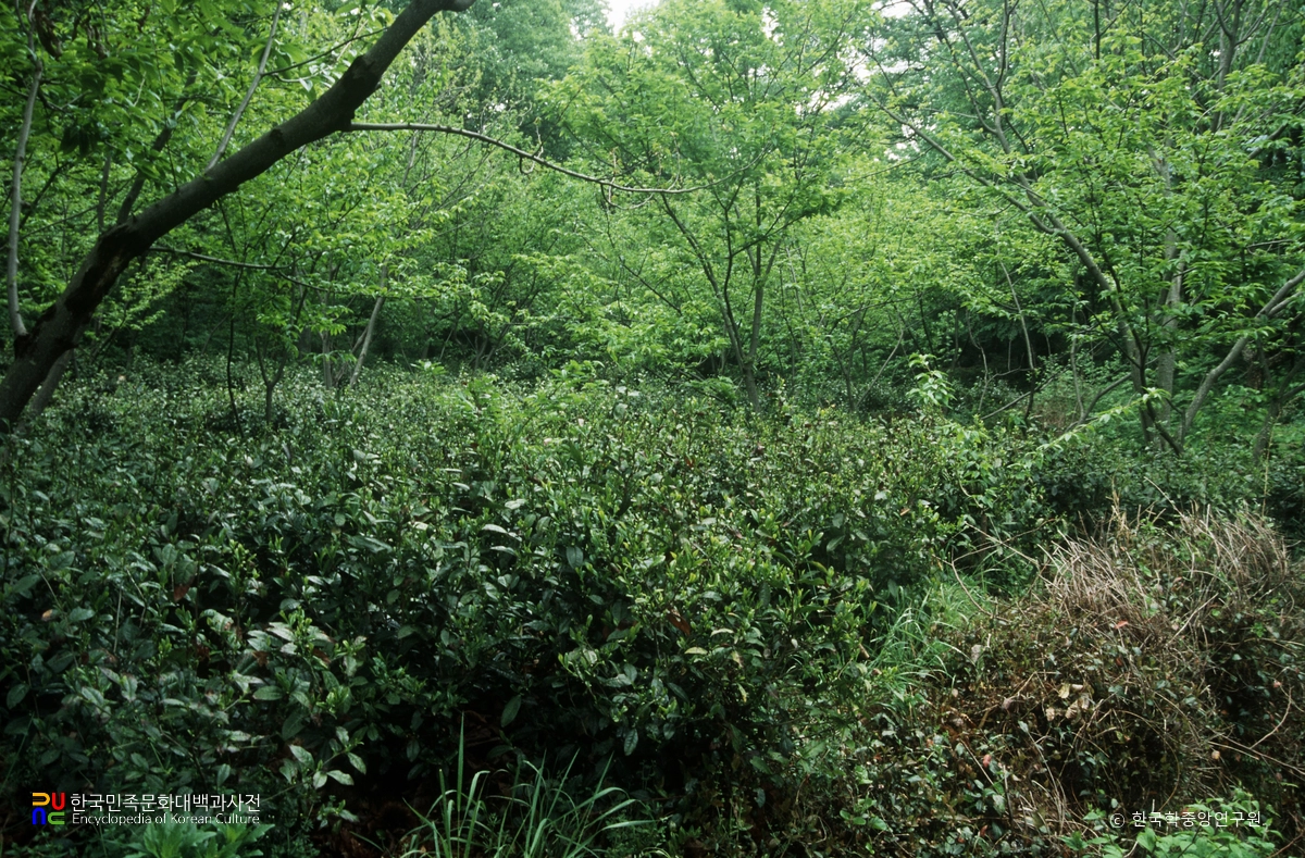 하동 쌍계사 차나무 시배지