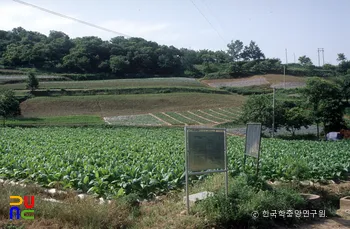 부여 금강사지 전경