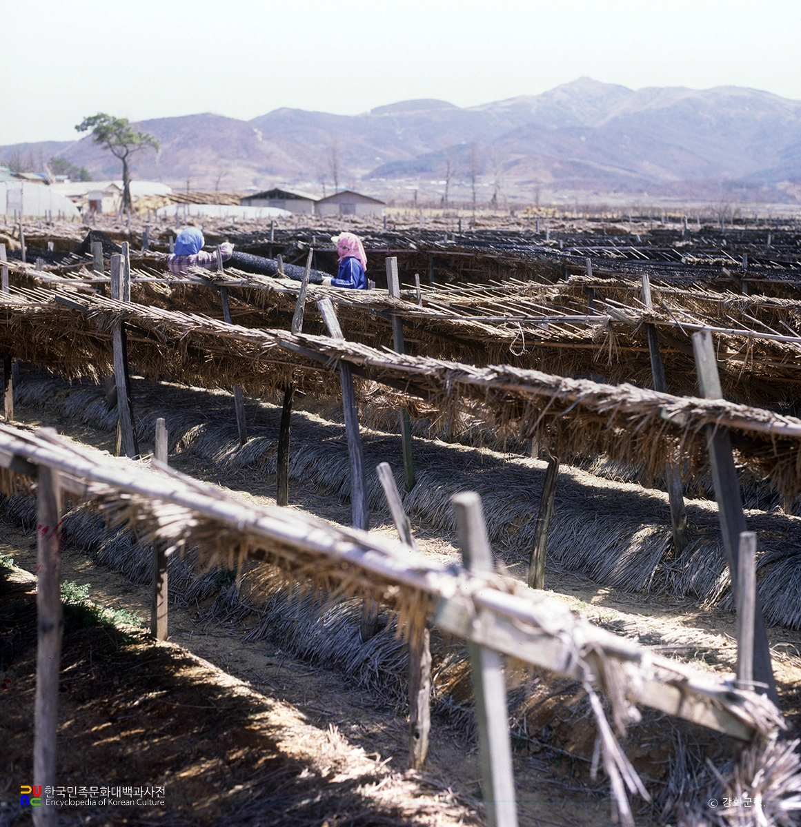 인삼밭 차광막 설치 / 강화