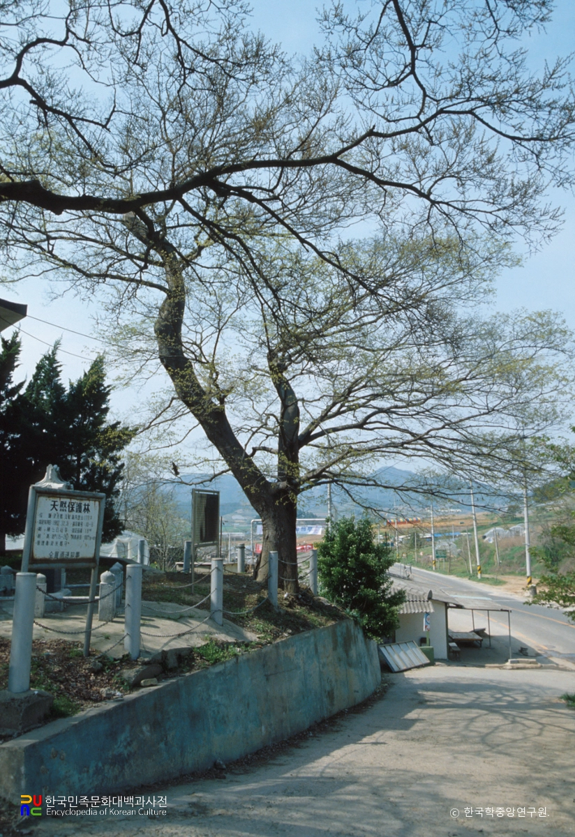 영광 법성진 숲쟁이