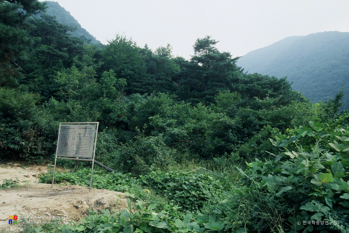 괴산 사담리 망개나무 자생지