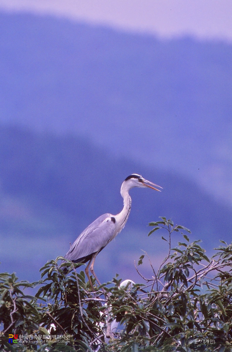 진천 노원리 왜가리 번식지