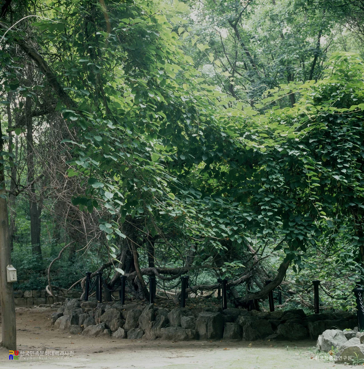 창덕궁 다래나무