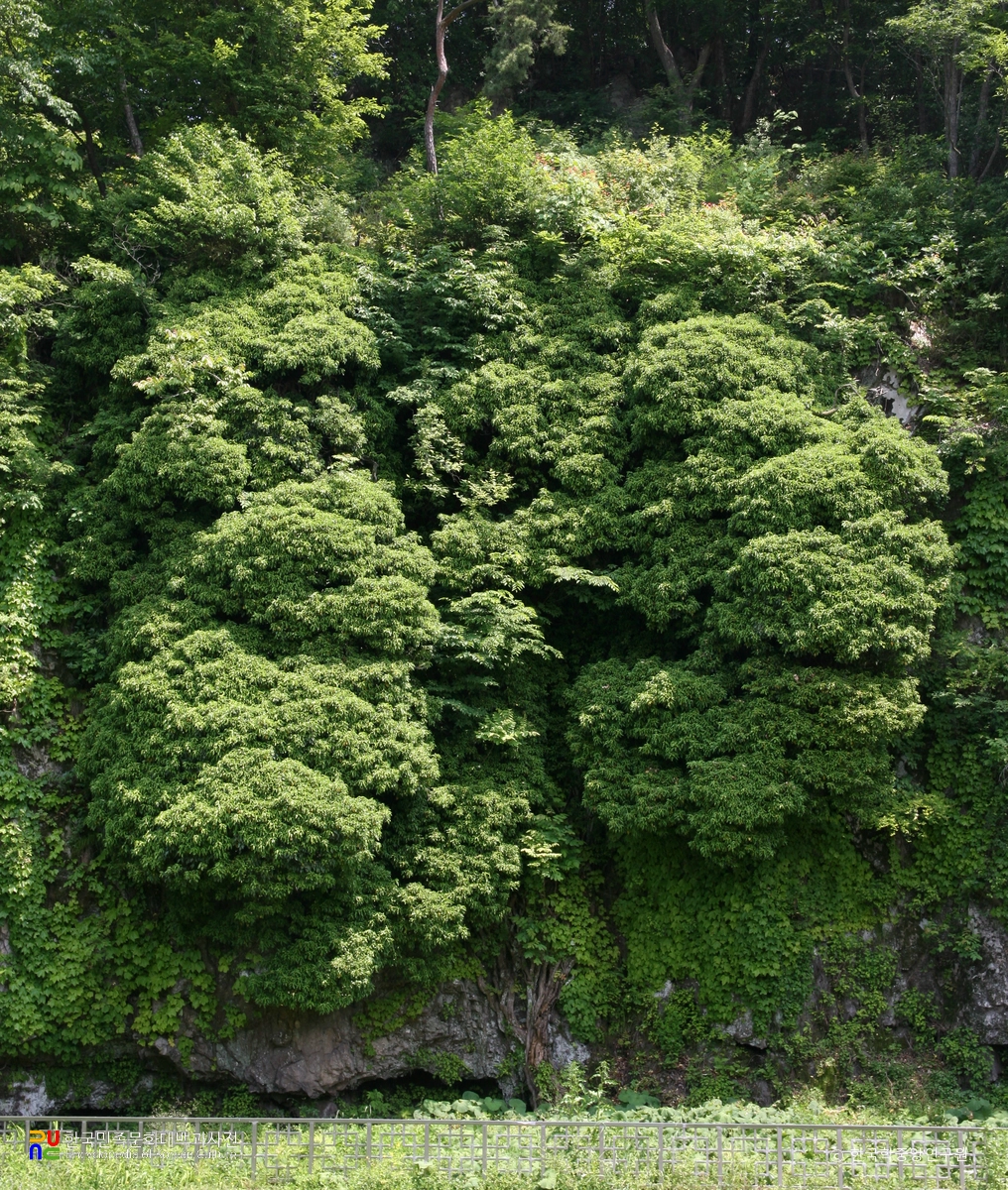 고창 삼인리 송악