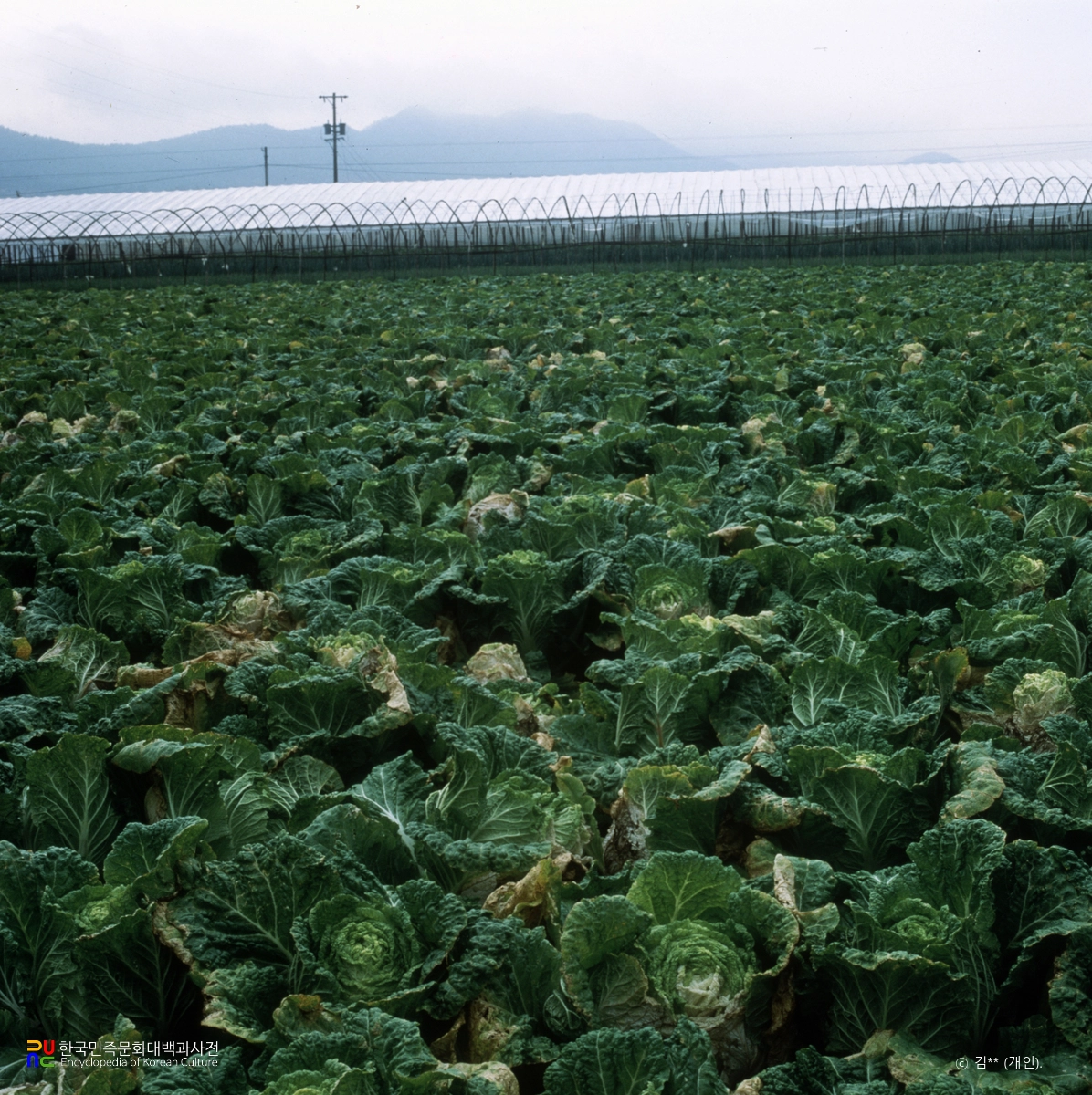 배추밭