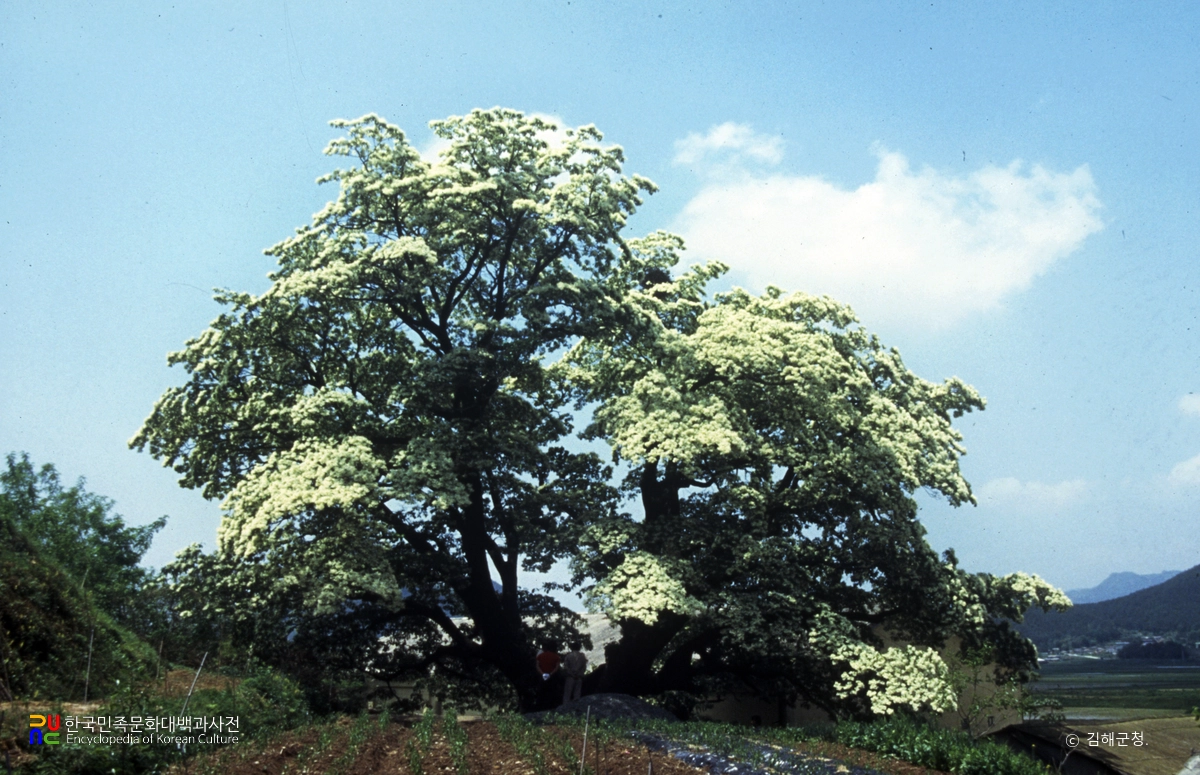 김해 천곡리 이팝나무