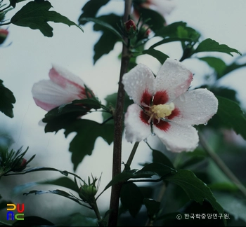 슬롯 머신 룰 / 파랑새