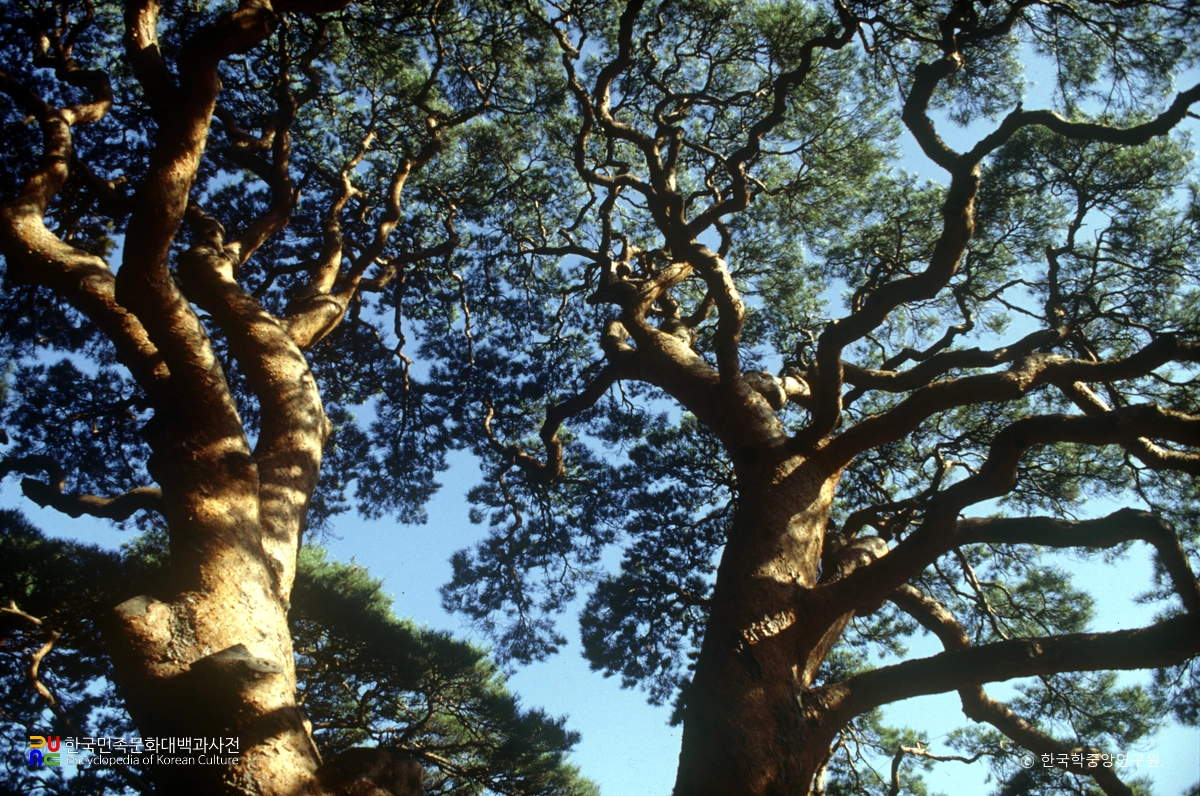 괴산 삼송리 소나무