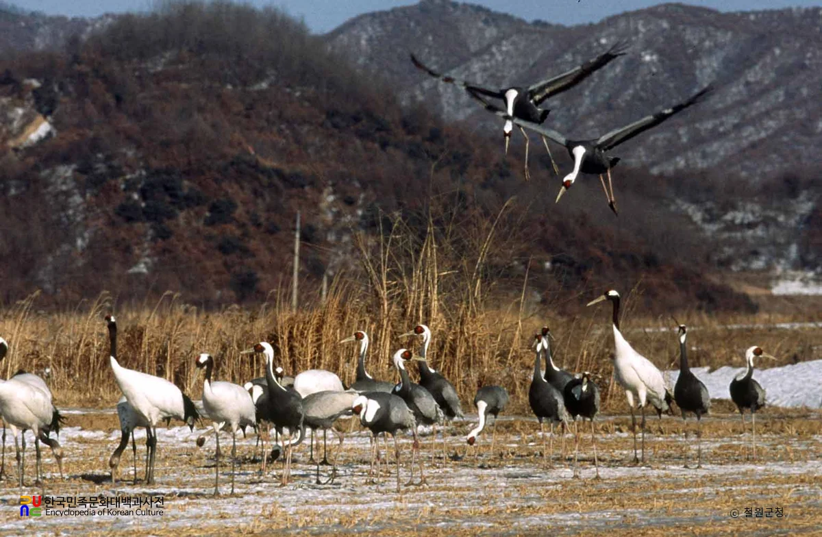 철원 철새 도래지