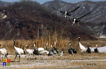 철원 철새 도래지