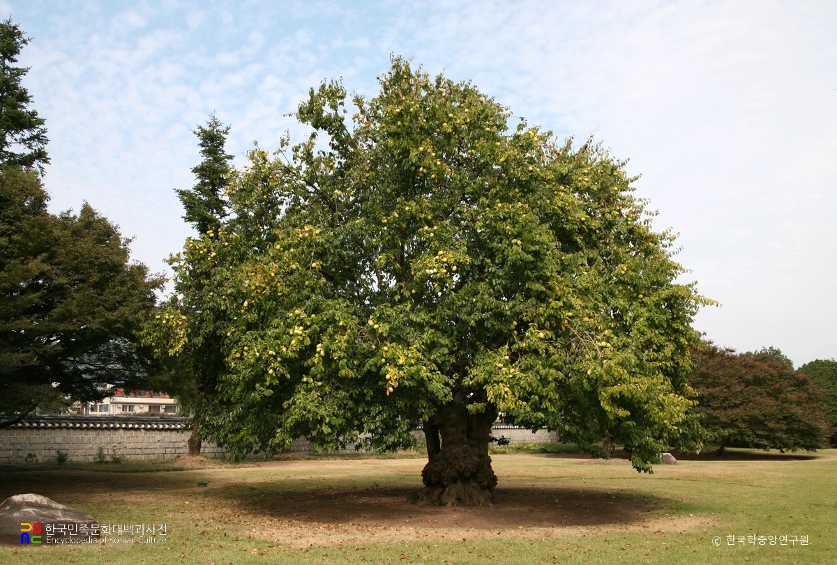 충익사 모과나무