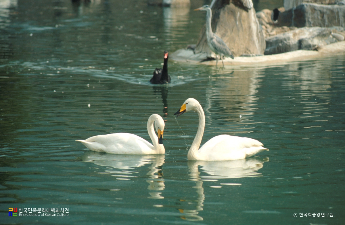 고니류 중 큰고니