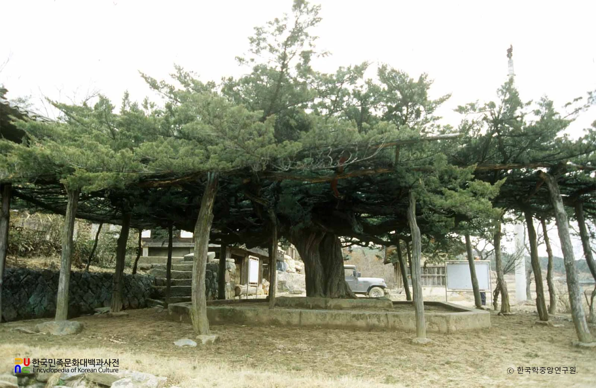 안동 주하리 뚝향나무