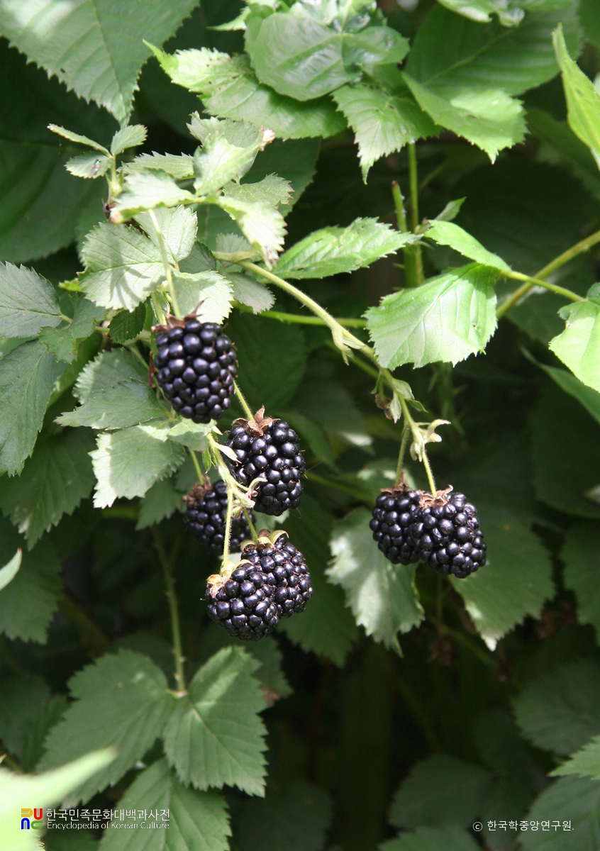 복분자딸기