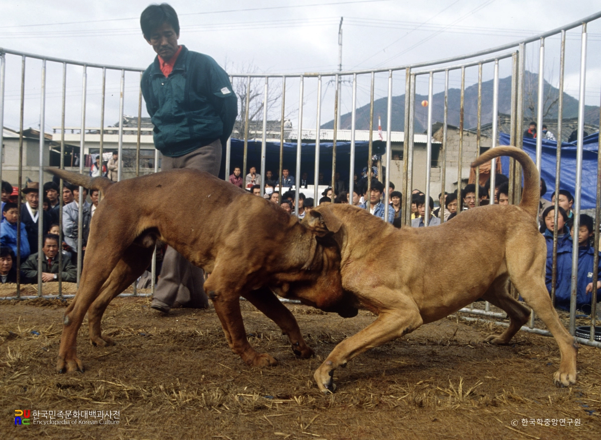 개싸움