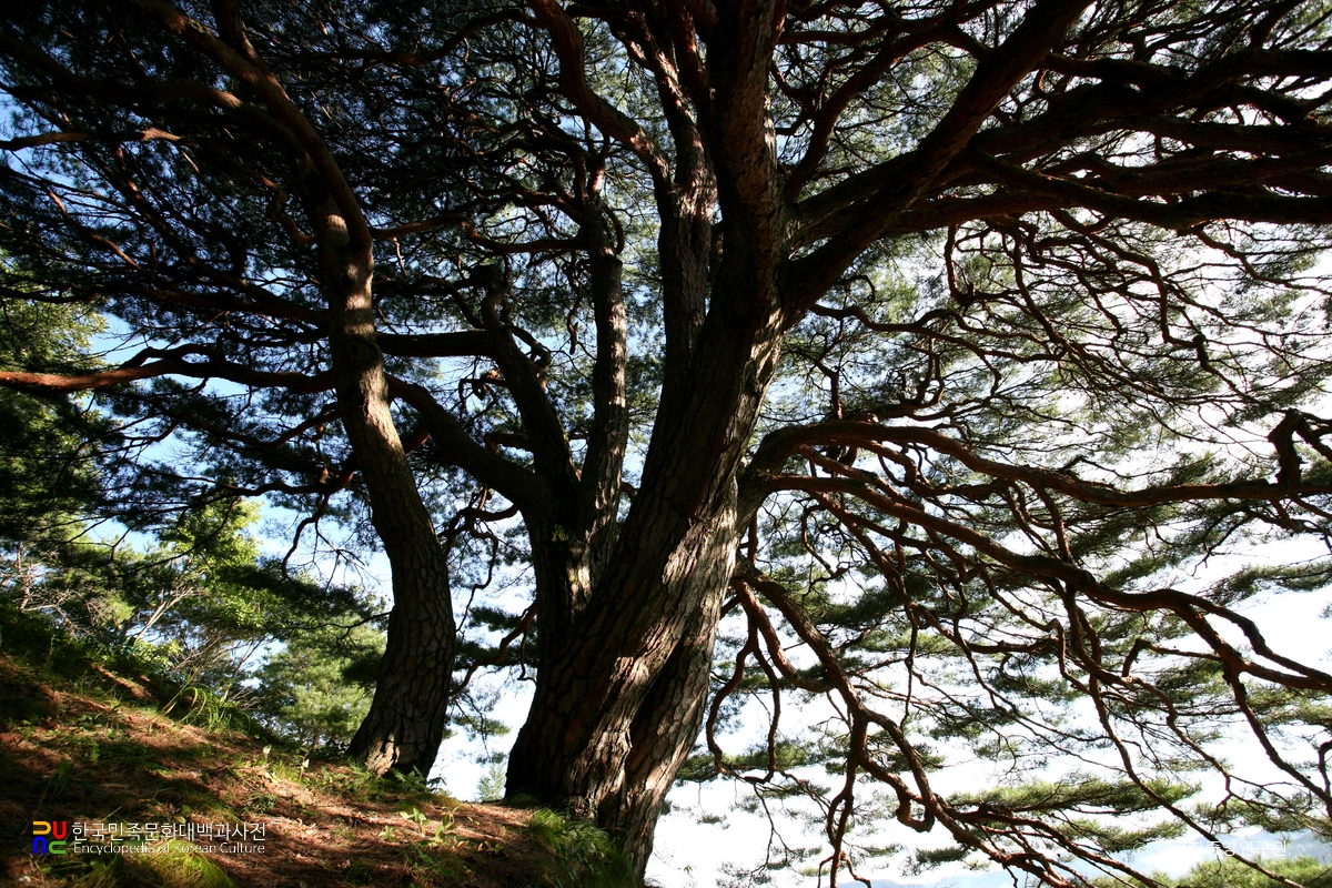 영양 답곡리 만지송